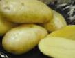 Potatoes  Zekura grade Photo