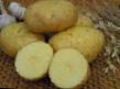 Πατάτες ποικιλίες Nevskijj φωτογραφία και χαρακτηριστικά