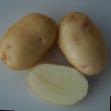 Krumpir  Nevskijj kultivar Foto