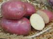 Ziemniak gatunki Roko zdjęcie i charakterystyka