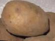 Kartoffeln  Lugovskojj klasse Foto