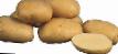 Potatoes  Sante grade Photo