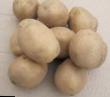 Ziemniak gatunki Yubilejj Zhukova zdjęcie i charakterystyka