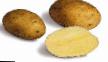 Patata variedades Karatop Foto y características