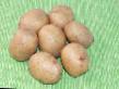 Potatoes  Avrora grade Photo