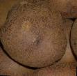 une pomme de terre  Fioletik l'espèce Photo