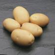 Kartoffeln Sorten Fabula Foto und Merkmale