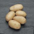 Patata variedades Viktoriya Foto y características