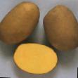 Kartoffeln  Skarb klasse Foto