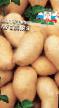 La patata le sorte Ausoniya foto e caratteristiche