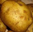 Potatoes varieties Golubizna Photo and characteristics