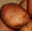 La patata  Ilinskijj la cultivar foto