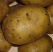 Patata variedades Krepysh Foto y características