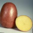 une pomme de terre les espèces Bellaroza Photo et les caractéristiques