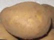 Potatoes varieties Resurs Photo and characteristics