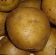 Potatoes  Timo grade Photo