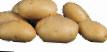 Πατάτες  Kosmos ποικιλία φωτογραφία