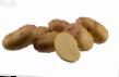 Πατάτες ποικιλίες Pikasso φωτογραφία και χαρακτηριστικά