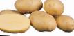Πατάτες  Agriya ποικιλία φωτογραφία