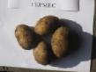 Potatoes varieties Germes Photo and characteristics
