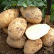 Potatoes  Zolushka F1 grade Photo