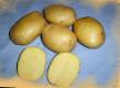 Πατάτες  Briz ποικιλία φωτογραφία