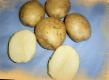 Krumpir  Lileya kultivar Foto
