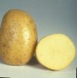Potatoes  Dzhelli grade Photo