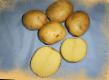 Potatoes varieties Molli Photo and characteristics