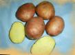 Potatoes varieties Felicitas Photo and characteristics