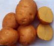 Krumpir  Solnechnyjj kultivar Foto