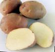 Πατάτες ποικιλίες Nakra φωτογραφία και χαρακτηριστικά