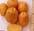 Πατάτες ποικιλίες Ketskijj φωτογραφία και χαρακτηριστικά