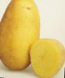 Kartoffeln Sorten Kolette Foto und Merkmale