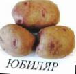 Potatis sorter Yubilyar Fil och egenskaper