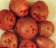 Potatoes  Chaya grade Photo
