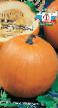 Pumpkin  Stofuntovaya grade Photo