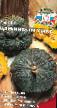 Pumpkin varieties Carevna-lyagushka Photo and characteristics