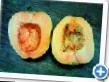Pumpkin  Volchok grade Photo