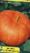 Pumpkin varieties Zolotaya korona Photo and characteristics