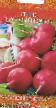 Ротквица разреди (сорте) Розовый бочок фотографија и карактеристике