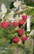 Raspberries varieties Sibiryanochka Photo and characteristics