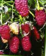 Raspberries  Arabeska grade Photo