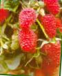 Raspberries  Ispolin grade Photo
