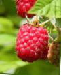 Raspberries  Mashenka grade Photo