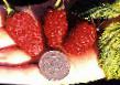 Raspberries varieties Gordost Rossii Photo and characteristics