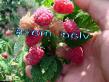 Raspberries varieties Krepysh  Photo and characteristics