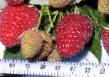 Raspberries  Brusvyana grade Photo