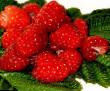Raspberries varieties Zhuravlik Photo and characteristics