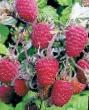Raspberries varieties Kalashnik  Photo and characteristics